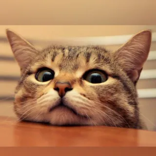 😺 chat, animal, animal de compagnie, mammifère, chat domestique, curieux, yeux telegram sticker