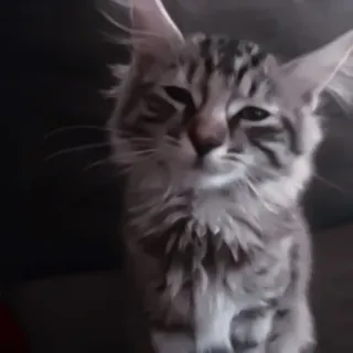🐈 kot, kotek, słodki, zwierzę, zwierzak, kot domowy telegram sticker