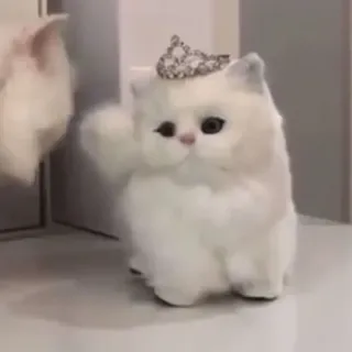 🙃 猫, プリンセス, 可愛い, 動物, 子猫, ペット telegram sticker