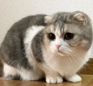 😔 kucing, binatang, lucu, scottish fold telegram sticker