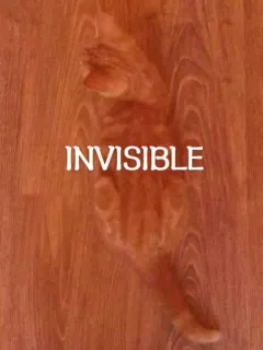 🫥 INVISIBLE gato, invisível, humor, engraçado, meme, animal, dedo telegram sticker