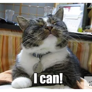 😏 I can! gato, meme, motivación, mascota, animal, éxito telegram sticker
