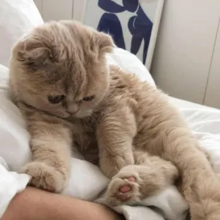 🤍 gatto, animale domestico, Scottish Fold, animale, carino, gattino, gatto domestico telegram sticker