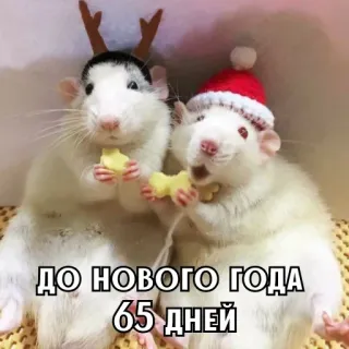 🎄 ДО НОВОГО ГОДА 65 ДНЕЙ rats, noël, fête, nouvel an, animaux, festif, mignon whatsapp sticker