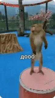 🌟 доооо khỉ, động vật, sở thú, nga, hài hước telegram sticker