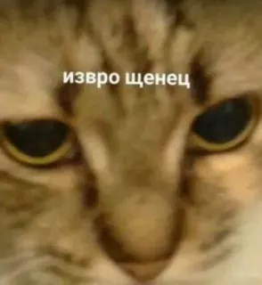 🤍 извро щенєц gato, meme, animal, animal de estimação telegram sticker