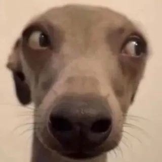😏 chien, lévrier, mème, animal, drôle telegram sticker