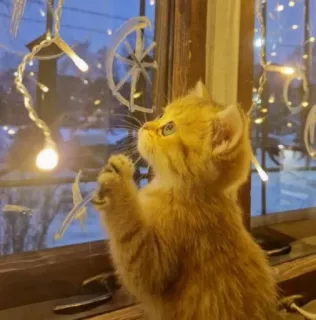 🤩 kitten, cat, window, lights, cute, pet telegram sticker