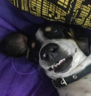 😵 perro, animal, mascota, lindo, cachorro, animal doméstico telegram sticker