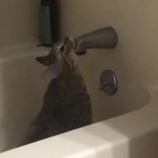 🐱 gatto, animale, bagno, vasca da bagno, rubinetto, animale domestico telegram sticker