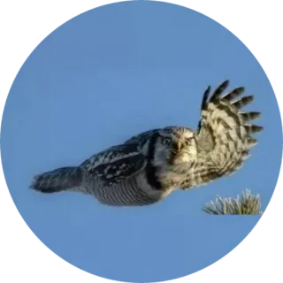 🦉 coruja, pássaro, voo, natureza, animal telegram sticker