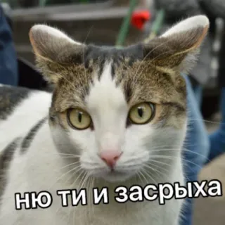 🤢 ню ти и засрыха кот, животное, питомец, мем, русский, стикер telegram sticker