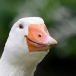 🙂 goose, bird, animal, white, waterfowl whatsapp sticker