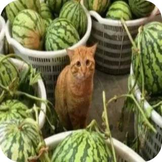 🍉 gatto, angurie, gatto arancione, animali, frutta, cesti telegram sticker