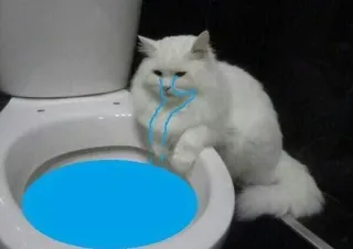 🐱 kucing, toilet, lucu, meme, hewan, kucing putih, air, biru telegram sticker