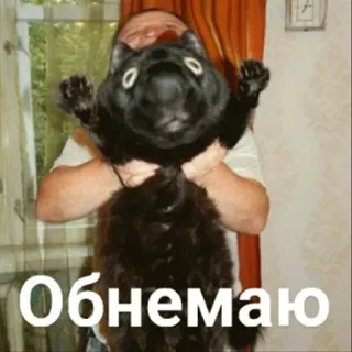 💋 Обнемаю 고양이, 애완동물, 동물, 포옹, 귀여운, 러시아 telegram sticker