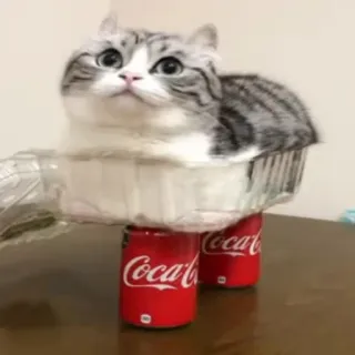 🥤 cat, coca-cola, cans, aluminum foil, funny whatsapp sticker