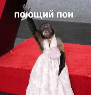 🎤 поющий пон monkey, dress, animal, cute, funny, party telegram sticker
