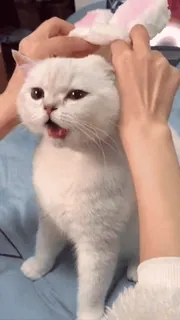 🌟 cat, animal, pet, ears, domestic animal, white cat telegram sticker