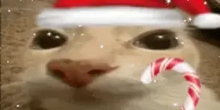 🎅 Katze, Weihnachten, Weihnachtsmütze, Zuckerstange, niedlich telegram sticker