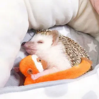 🦔 riccio, animale, carino, sonno, giocattolo whatsapp sticker