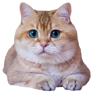 😲 cat, domestic cat, pet, animal, mammal, feline telegram sticker
