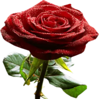 🌹 цветок, роза, красный, цветочный, природа, растение whatsapp sticker