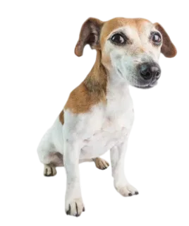 🙂 собака, джек рассел, животное, домашнее животное, домашнее животное telegram sticker