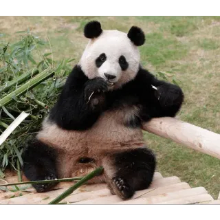 ☺️ Panda, Animal, Urso, Vida selvagem, Bambu, Fofo, Natureza telegram sticker