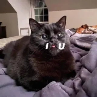 🖤 I U kot, zwierzę, zwierzak, miłość, słodki, czarny kot telegram sticker
