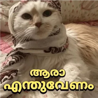 😁 ആരാ എന്തുവേണം cat, scarf, malayalam, animal telegram sticker