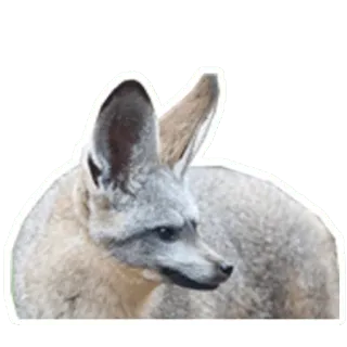 😕 fox, animal, mammal, wildlife, nature, bat-eared fox telegram sticker