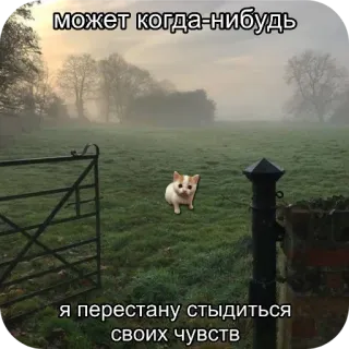 🥺 может когда-нибудь
я перестану стыдиться своих чувств cat, field, fog, gate, nature, kitten, landscape whatsapp sticker