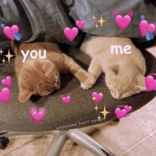 🍡 you me chats, chatons, coeurs, amour, mignon, adorable, mème whatsapp sticker