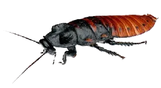 😰 cockroach, insect, pest, animal, nature, creepy whatsapp sticker
