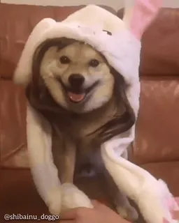 🦖 @shibainu_doggo Shiba Inu, chien, animal de compagnie, animal, mignon, sweat à capuche, drôle, toutou telegram sticker