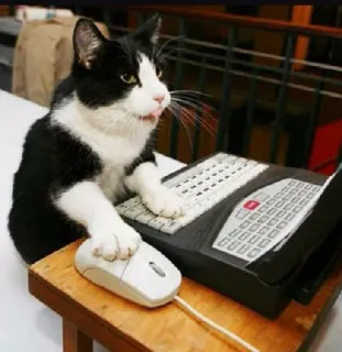 💻 cat, computer, keyboard, mouse, animal, funny, typing telegram sticker