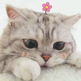 🐱 кошка, милый, домашний питомец, животное, цветок, котёнок, домашняя кошка telegram sticker