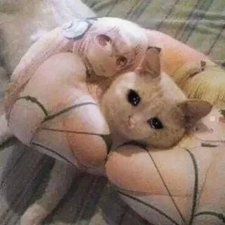 🐱 猫, 子猫, 可愛い, 動物, ペット, 面白い, ミーム telegram sticker