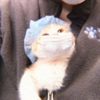 😷 kucing, masker, topi bedah, hewan, imut, hewan peliharaan, anak kucing telegram sticker