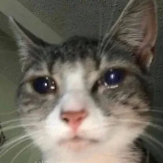 🎀 cat, sad, crying, cute, animal, meme whatsapp sticker