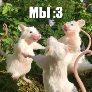 🤪 МЫ :3 mice, cute, animals, rats, friends, russian, wholesome telegram sticker