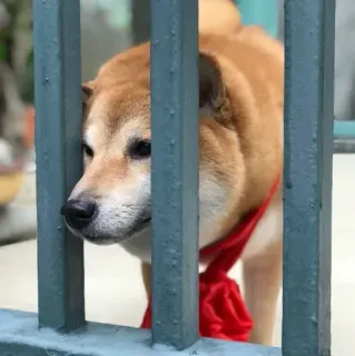 🏷 chó, Shiba Inu, động vật, thú cưng, dễ thương, khăn quàng đỏ, hàng rào telegram sticker