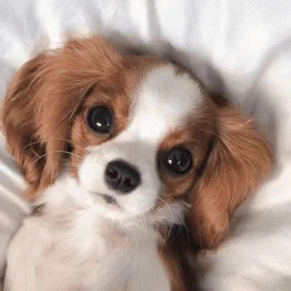 🌟 dog, puppy, cute, animal, pet, eyes, portrait, Cavalier King Charles Spaniel telegram sticker