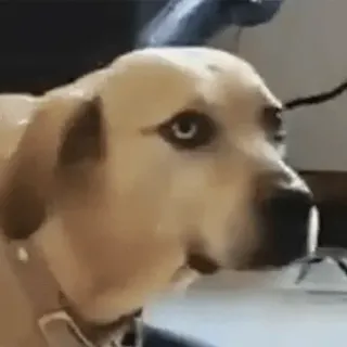 🐕 hond, labrador, huisdier, dier, grappig, meme telegram sticker