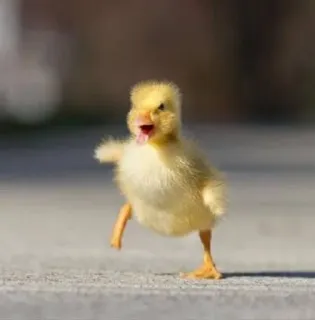 🌟 patito, lindo, animal, pájaro, amarillo, cría, caminando telegram sticker