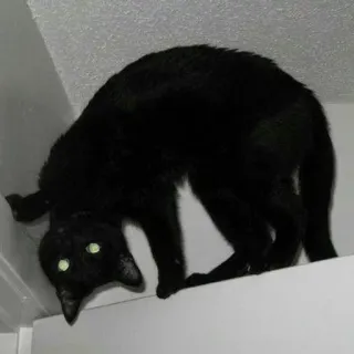 🙃 gato preto, gato, animal, animal de estimação, felino, gato doméstico whatsapp sticker