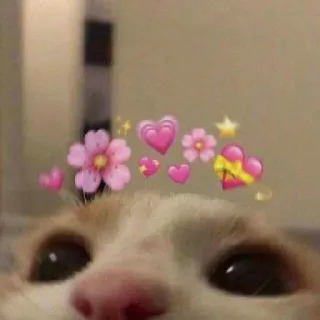 🐈 고양이, 꽃, 하트, 귀여운, 동물, 애완동물 telegram sticker