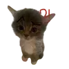 ⁉️