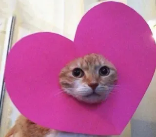 💗 chat, cœur, animal, animal de compagnie, amour, mignon, chaton whatsapp sticker
